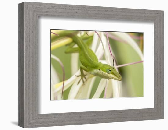 USA, Hawaii, Kauai. Anole lizard on blossom.-Jaynes Gallery-Framed Photographic Print