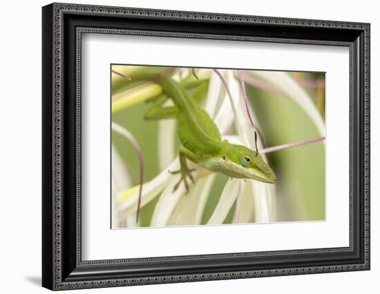 USA, Hawaii, Kauai. Anole lizard on blossom.-Jaynes Gallery-Framed Photographic Print