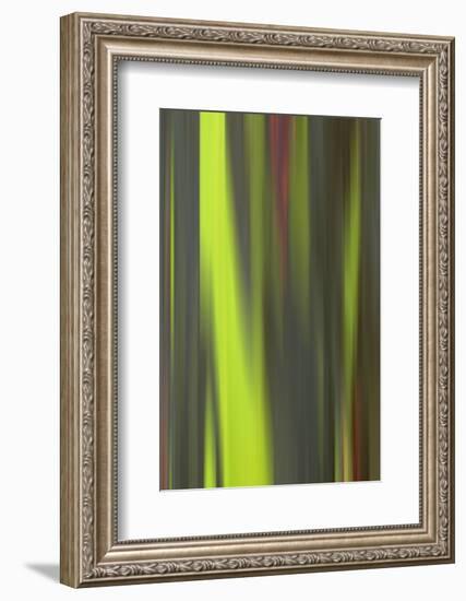 USA, Hawaii, Kauai. Close-up abstract of bark on eucalyptus tree.-Jaynes Gallery-Framed Photographic Print