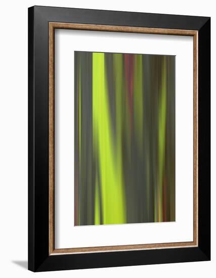 USA, Hawaii, Kauai. Close-up abstract of bark on eucalyptus tree.-Jaynes Gallery-Framed Photographic Print