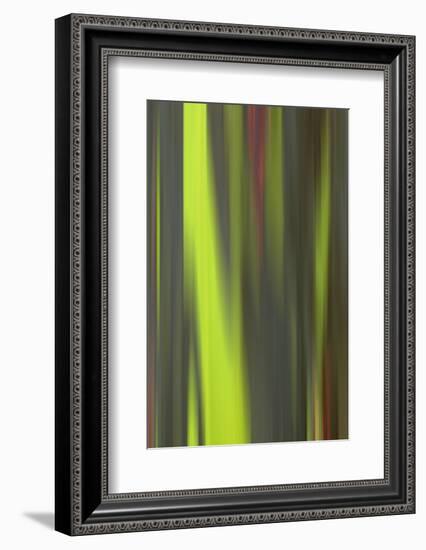 USA, Hawaii, Kauai. Close-up abstract of bark on eucalyptus tree.-Jaynes Gallery-Framed Photographic Print