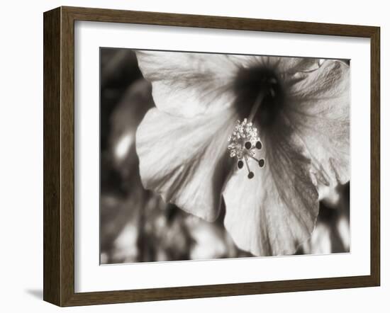 USA, Hawaii, Kauai, Hibiscus-Savanah Plank-Framed Photo