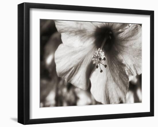 USA, Hawaii, Kauai, Hibiscus-Savanah Plank-Framed Photo