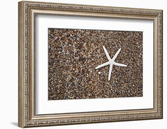 USA, Hawaii, Kauai. Starfish skeleton on Glass Beach.-Jaynes Gallery-Framed Photographic Print