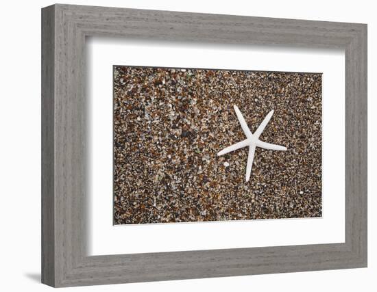 USA, Hawaii, Kauai. Starfish skeleton on Glass Beach.-Jaynes Gallery-Framed Photographic Print