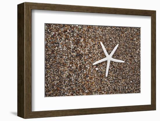 USA, Hawaii, Kauai. Starfish skeleton on Glass Beach.-Jaynes Gallery-Framed Photographic Print