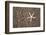 USA, Hawaii, Kauai. Starfish skeleton on Glass Beach.-Jaynes Gallery-Framed Photographic Print