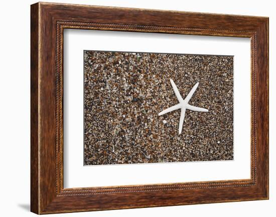 USA, Hawaii, Kauai. Starfish skeleton on Glass Beach.-Jaynes Gallery-Framed Photographic Print