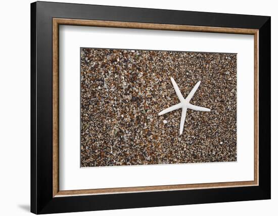 USA, Hawaii, Kauai. Starfish skeleton on Glass Beach.-Jaynes Gallery-Framed Photographic Print