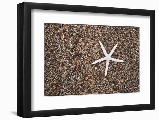 USA, Hawaii, Kauai. Starfish skeleton on Glass Beach.-Jaynes Gallery-Framed Photographic Print