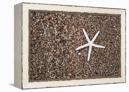 USA, Hawaii, Kauai. Starfish skeleton on Glass Beach.-Jaynes Gallery-Framed Premier Image Canvas