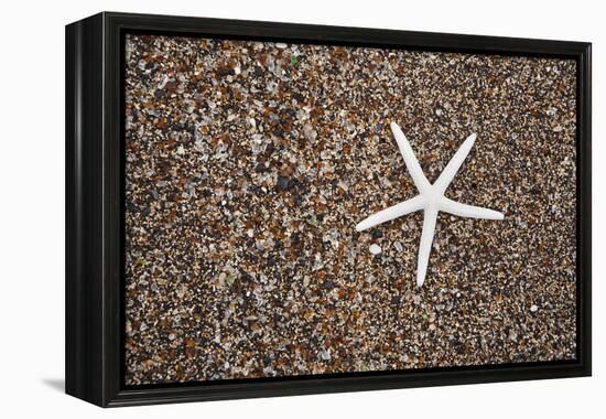 USA, Hawaii, Kauai. Starfish skeleton on Glass Beach.-Jaynes Gallery-Framed Premier Image Canvas