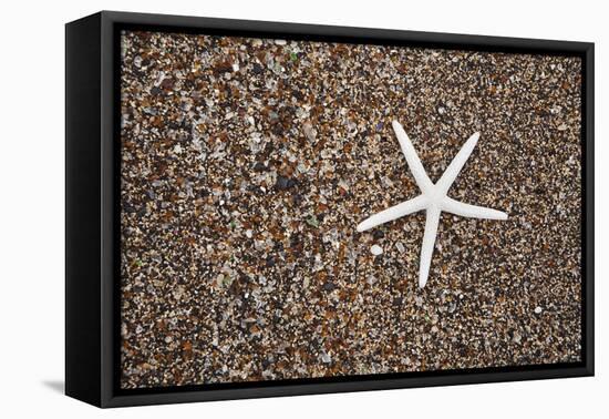 USA, Hawaii, Kauai. Starfish skeleton on Glass Beach.-Jaynes Gallery-Framed Premier Image Canvas