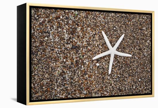 USA, Hawaii, Kauai. Starfish skeleton on Glass Beach.-Jaynes Gallery-Framed Premier Image Canvas