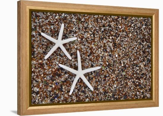 USA, Hawaii, Kauai. Starfish skeletons on Glass Beach.-Jaynes Gallery-Framed Premier Image Canvas