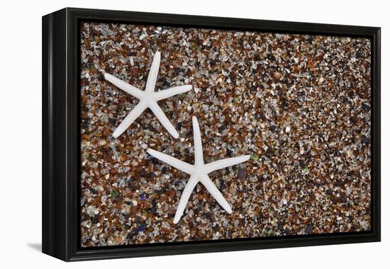 USA, Hawaii, Kauai. Starfish skeletons on Glass Beach.-Jaynes Gallery-Framed Premier Image Canvas