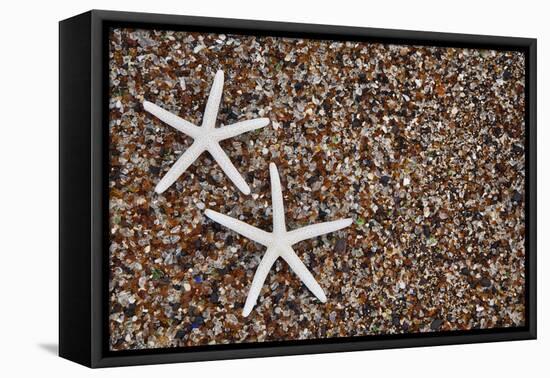 USA, Hawaii, Kauai. Starfish skeletons on Glass Beach.-Jaynes Gallery-Framed Premier Image Canvas