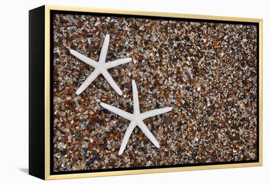 USA, Hawaii, Kauai. Starfish skeletons on Glass Beach.-Jaynes Gallery-Framed Premier Image Canvas