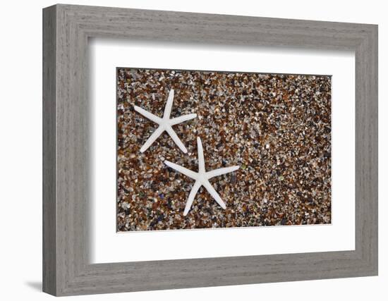 USA, Hawaii, Kauai. Starfish skeletons on Glass Beach.-Jaynes Gallery-Framed Photographic Print