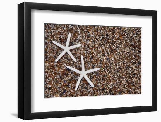 USA, Hawaii, Kauai. Starfish skeletons on Glass Beach.-Jaynes Gallery-Framed Photographic Print