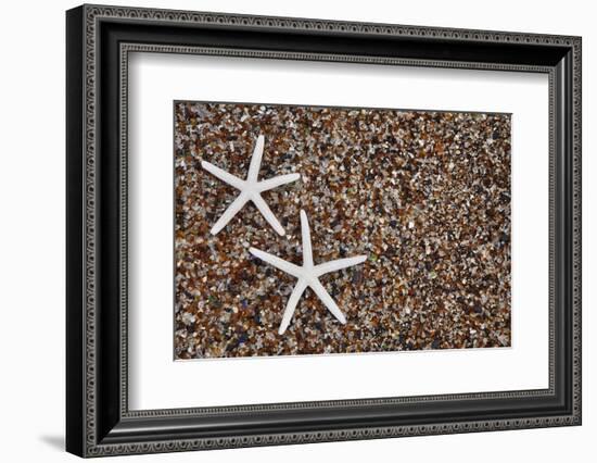 USA, Hawaii, Kauai. Starfish skeletons on Glass Beach.-Jaynes Gallery-Framed Photographic Print