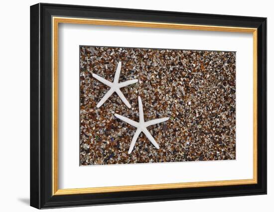 USA, Hawaii, Kauai. Starfish skeletons on Glass Beach.-Jaynes Gallery-Framed Photographic Print