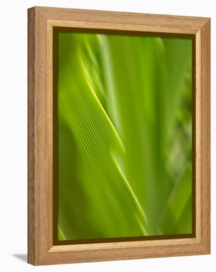 USA, Hawaii, Kauai, tropical f-Savanah Plank-Framed Stretched Canvas