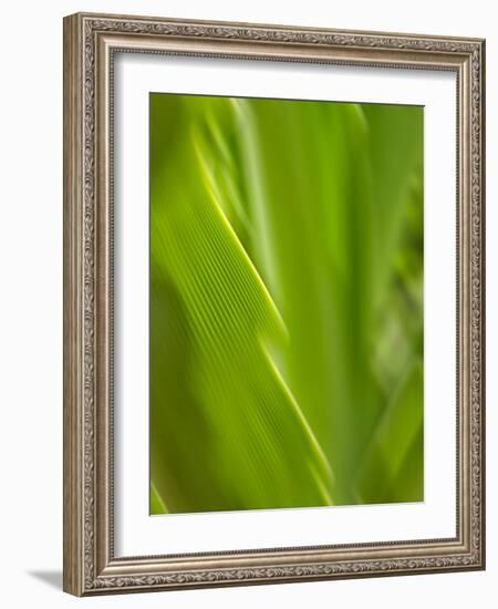 USA, Hawaii, Kauai, tropical f-Savanah Plank-Framed Photo