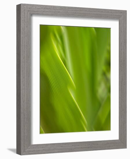 USA, Hawaii, Kauai, tropical f-Savanah Plank-Framed Photo