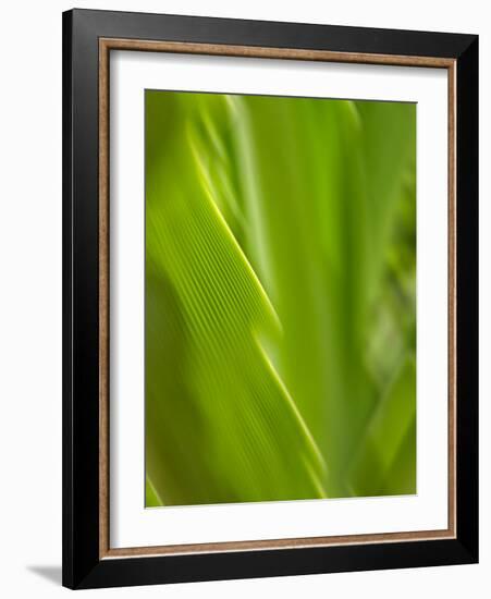 USA, Hawaii, Kauai, tropical f-Savanah Plank-Framed Photo