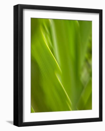 USA, Hawaii, Kauai, tropical f-Savanah Plank-Framed Photo