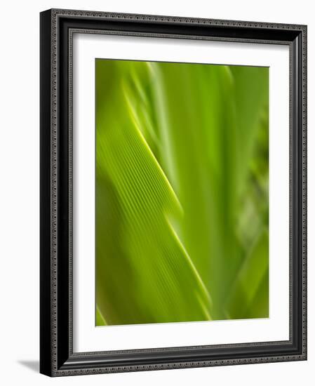 USA, Hawaii, Kauai, tropical f-Savanah Plank-Framed Photo