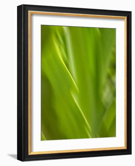 USA, Hawaii, Kauai, tropical f-Savanah Plank-Framed Photo