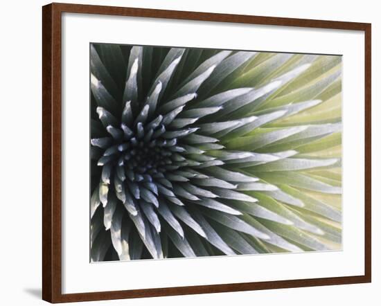 USA, Hawaii, Maui, Haleakala National Park, Silversword Plant (Argyroxiphium Sandwicense)-Michele Falzone-Framed Photographic Print