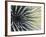 USA, Hawaii, Maui, Haleakala National Park, Silversword Plant (Argyroxiphium Sandwicense)-Michele Falzone-Framed Photographic Print