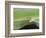 USA, Hawaii, Oahu, Green Anole-Rob Tilley-Framed Photographic Print