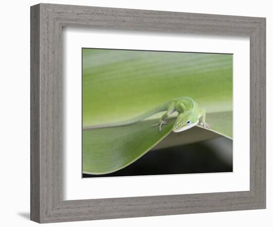 USA, Hawaii, Oahu, Green Anole-Rob Tilley-Framed Photographic Print