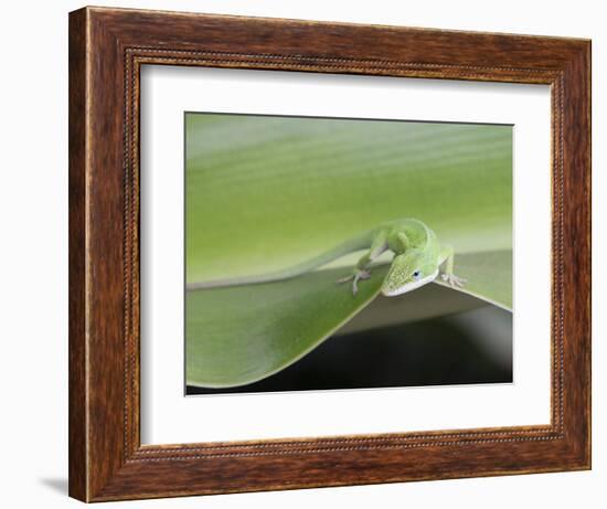 USA, Hawaii, Oahu, Green Anole-Rob Tilley-Framed Photographic Print