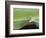 USA, Hawaii, Oahu, Green Anole-Rob Tilley-Framed Photographic Print