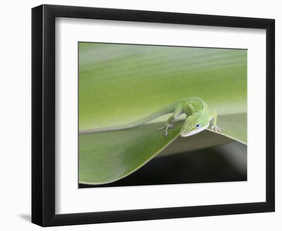 USA, Hawaii, Oahu, Green Anole-Rob Tilley-Framed Photographic Print