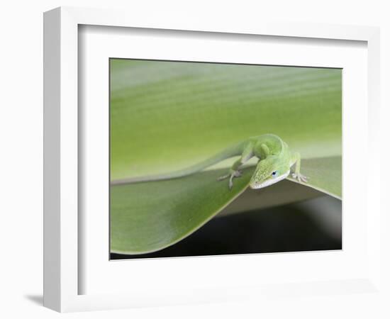 USA, Hawaii, Oahu, Green Anole-Rob Tilley-Framed Photographic Print