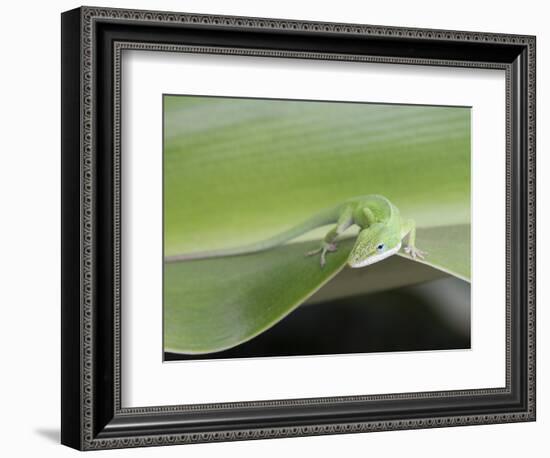 USA, Hawaii, Oahu, Green Anole-Rob Tilley-Framed Photographic Print