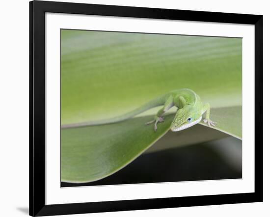 USA, Hawaii, Oahu, Green Anole-Rob Tilley-Framed Photographic Print