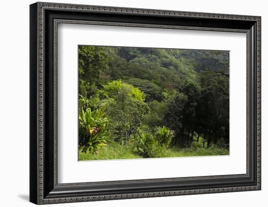 USA, Hawaii, Oahu, Honolulu. Lyon Arboretum Landscape across Manoa Valley-Charles Crust-Framed Photographic Print