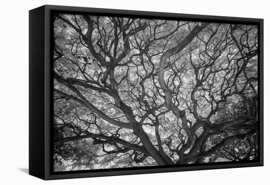 USA, Hawaii, Oahu, Honolulu, Twisted limbs of a tree.-Peter Hawkins-Framed Premier Image Canvas