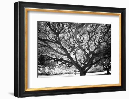 USA, Hawaii, Oahu, Honolulu, Twisted tree limbs.-Peter Hawkins-Framed Photographic Print