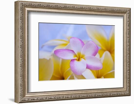 USA, Hawaii, Oahu, Plumeria Flowers in Bloom-Terry Eggers-Framed Photographic Print