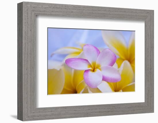 USA, Hawaii, Oahu, Plumeria Flowers in Bloom-Terry Eggers-Framed Photographic Print