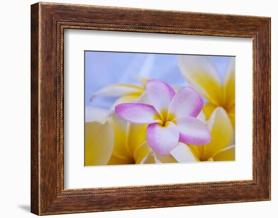 USA, Hawaii, Oahu, Plumeria Flowers in Bloom-Terry Eggers-Framed Photographic Print