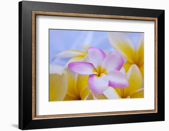 USA, Hawaii, Oahu, Plumeria Flowers in Bloom-Terry Eggers-Framed Photographic Print